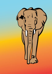 elephant  illustration