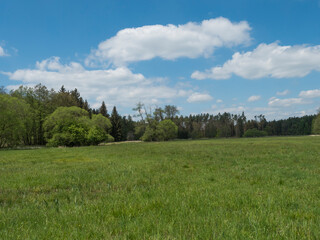 idyllic spring landscape with lush green grass, fresh deciduous, spruce and pine tree forest, blue sky white clouds background, horozontal, copy space