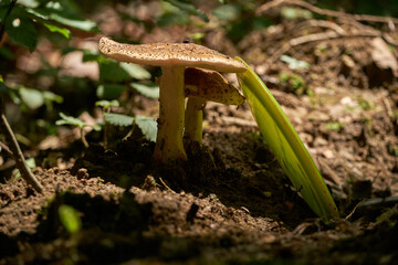 Disc golf disc with mushroom