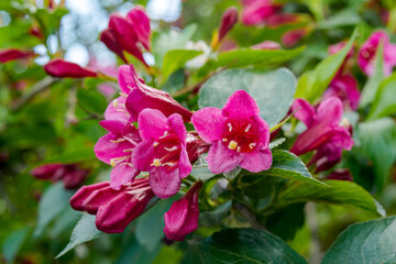 Old Fashioned Weigela (Weigela florida) in park