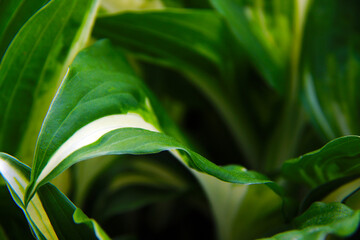 Fototapeta na wymiar green white hosta leafs close up