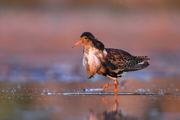 Male ruff (Calidris pugnax) searching food in the wetlands with beautiful colors.
