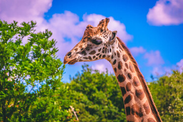 Head of a giraffe against blue sky with green trees