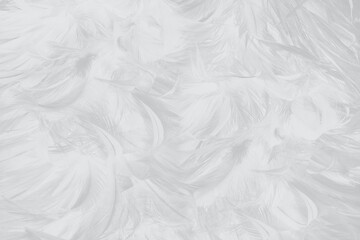 Beautiful white feather wooly pattern texture background