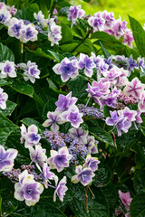 雨の日の紫の紫陽花のアップが美しい