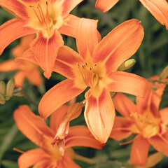 Floral background. Stylish orange lilies. Square image .