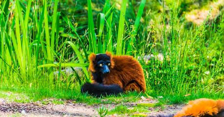 Red maki in green grass with bright yellow eyes © John-Willem 