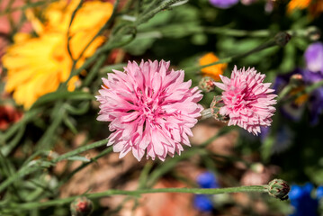 Obraz premium Cornflower (Centaurea cyanus) in garden