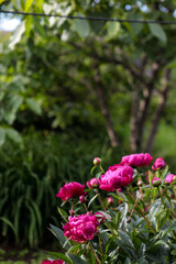 flowerbed with blooming red peonies. summer garden