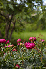 flowerbed with blooming red peonies. summer garden