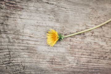 one dandelion flower lies on wooden surface. Loneliness, mourning concept. background