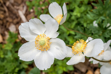 Snowdrop Anemone (Anemone sylvestris) in park