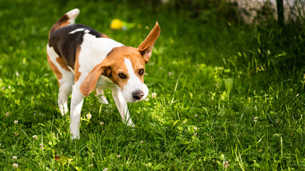 Beagle dog shaking grass off on green meadow.