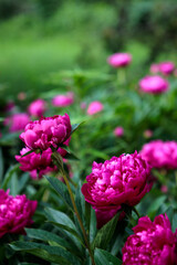 Obraz premium flowerbed with blooming red peonies. summer garden