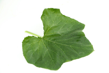 Green square zucchini leaves isolated on a white background.Luffa acutangula.