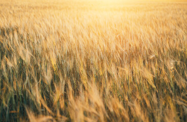 Beautiful wheat field in summer at sunset. Nature background