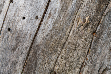 Bois mort usé par le temps.