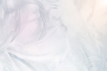 Obraz premium white feather pattern texture background