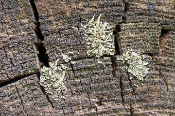 Souche de bois mort usée par le temps et craquelée, avec des lichens.