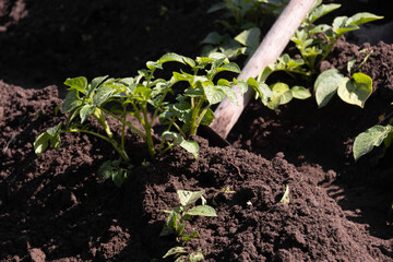 Green plant of potato (Solanum tuberosum). Spudding of growing potato plants on the field. Close up, selective focus.