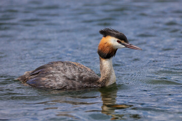 Great Created Grebe (Podiceps cristatus) swimming across a lake