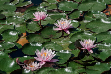 Hybrid Waterlily (Nymphaea hybridum) in park , Crimea