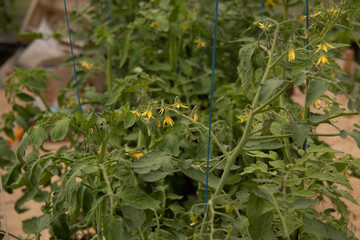Flowering tomatoes (Lycopersicon esculentum) plants at the greenhouse. Selective focus, with copy space.