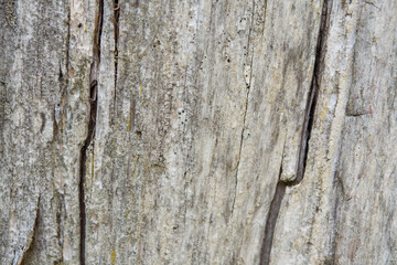 Bois mort usé par le temps et craquelé.