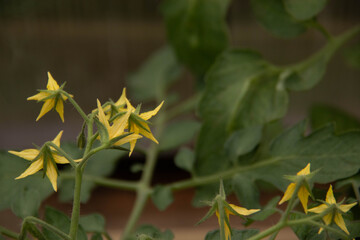 Flowering tomatoes (Lycopersicon esculentum) plants at the greenhouse. Selective focus, with copy space.