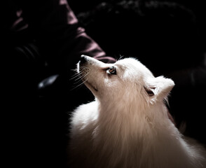 Japanese spitz pup looking up at its owner
