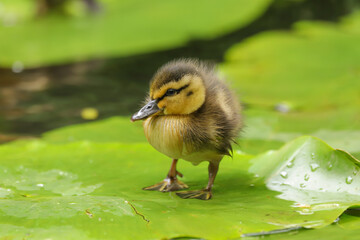 Cute fluffy Mallard duckling (Anas platyrhynchos)