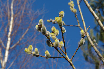 A close up of male catkins of goat willow (Salix caprea). Flowering branch of pussy willow in the spring forest against the sky