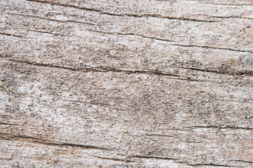 Bois mort usé par le temps.