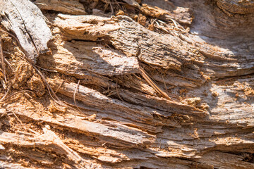 Bois sec se décomposant et formant une belle structure.