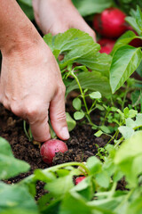 Harvesting Radish in Home Garden