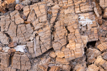 Bois sec se décomposant et formant une belle structure.