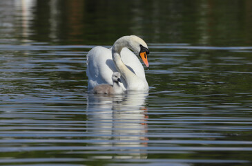 Naklejka premium An adult mute swan (Cygnus olor) with a cute fluffy cygnet swimming on a lake.