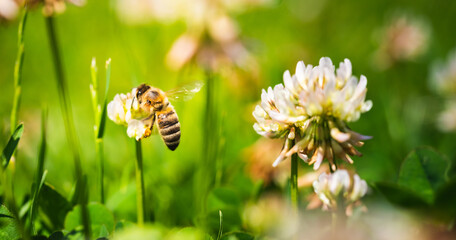 Close up of honey bee on the clover flower in the green field. Green background.
