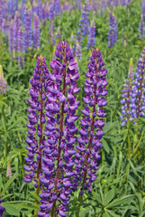 Large-leaved Lupine (Lupinus polyphyllus) in meadow