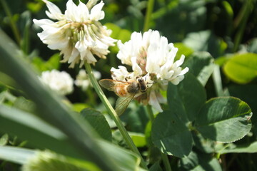 Honey bee is visiting a white clover and collect nectar.