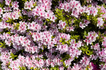 Obraz premium ピンクの花 ツツジ