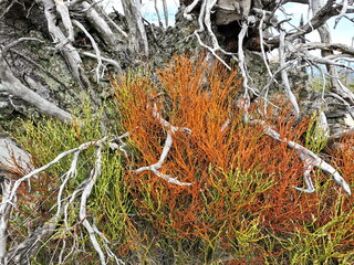 orange lichen on tree