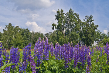 Obraz premium Large-leaved Lupine (Lupinus polyphyllus) in meadow