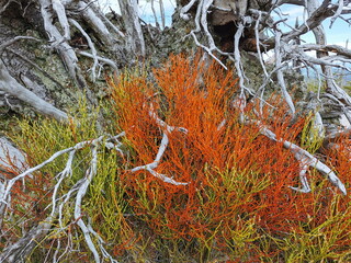 Dry bushes of blueberries on a background of a dry trunk.