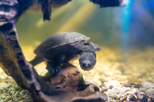 The snake-necked turtle swims in the water in search of food