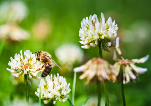 Close up of honey bee on the clover flower in the green field. Good for banner. Green background.
