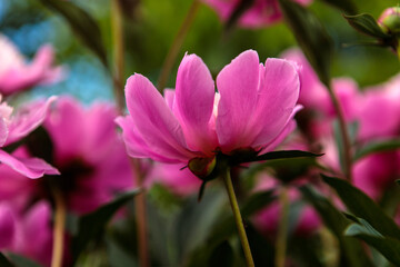 flowerbed with blooming red peonies. summer garden