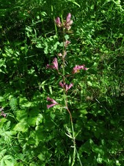 The sun shines through the canopy exposure on the grass.