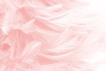 Beautiful light pink feather pattern texture background