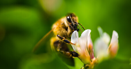 Close up of honey bee on the clover flower in the green field. Good for banner. Green background.